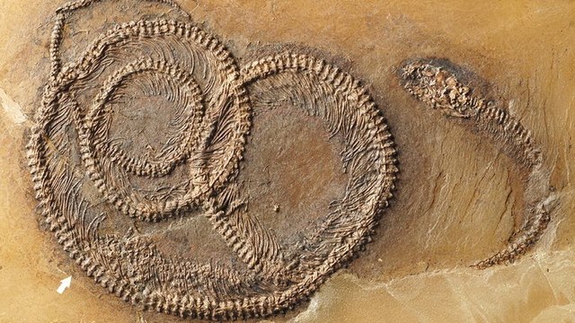 Allemagne : trois fossiles retrouvés imbriqués l’un dans l’autre