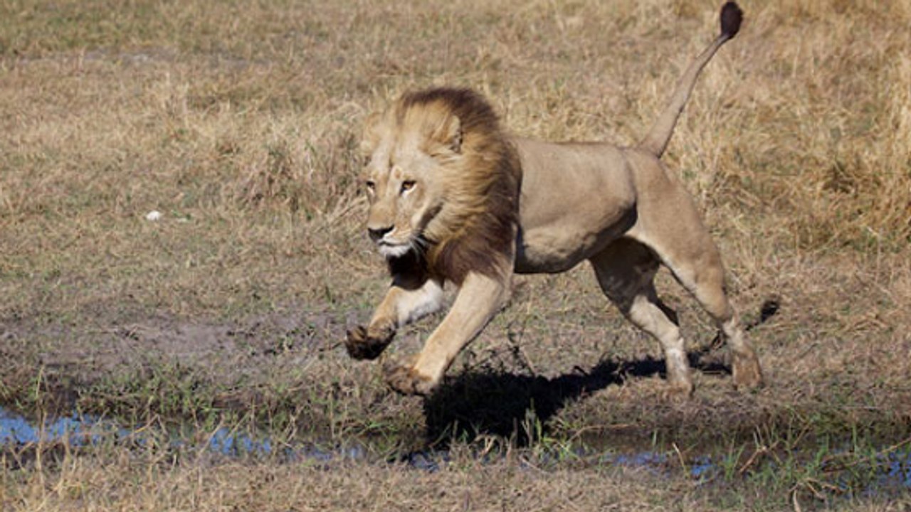 L'étrange phénomène de ces lionnes qui développent une crinière au Botswana