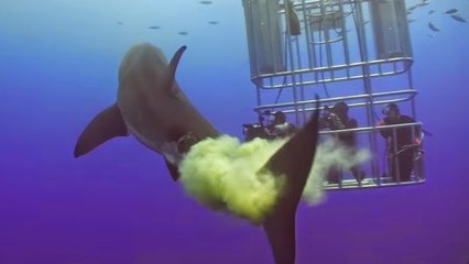 Un grand requin blanc lance une attaque surprise sur des plongeurs en cage