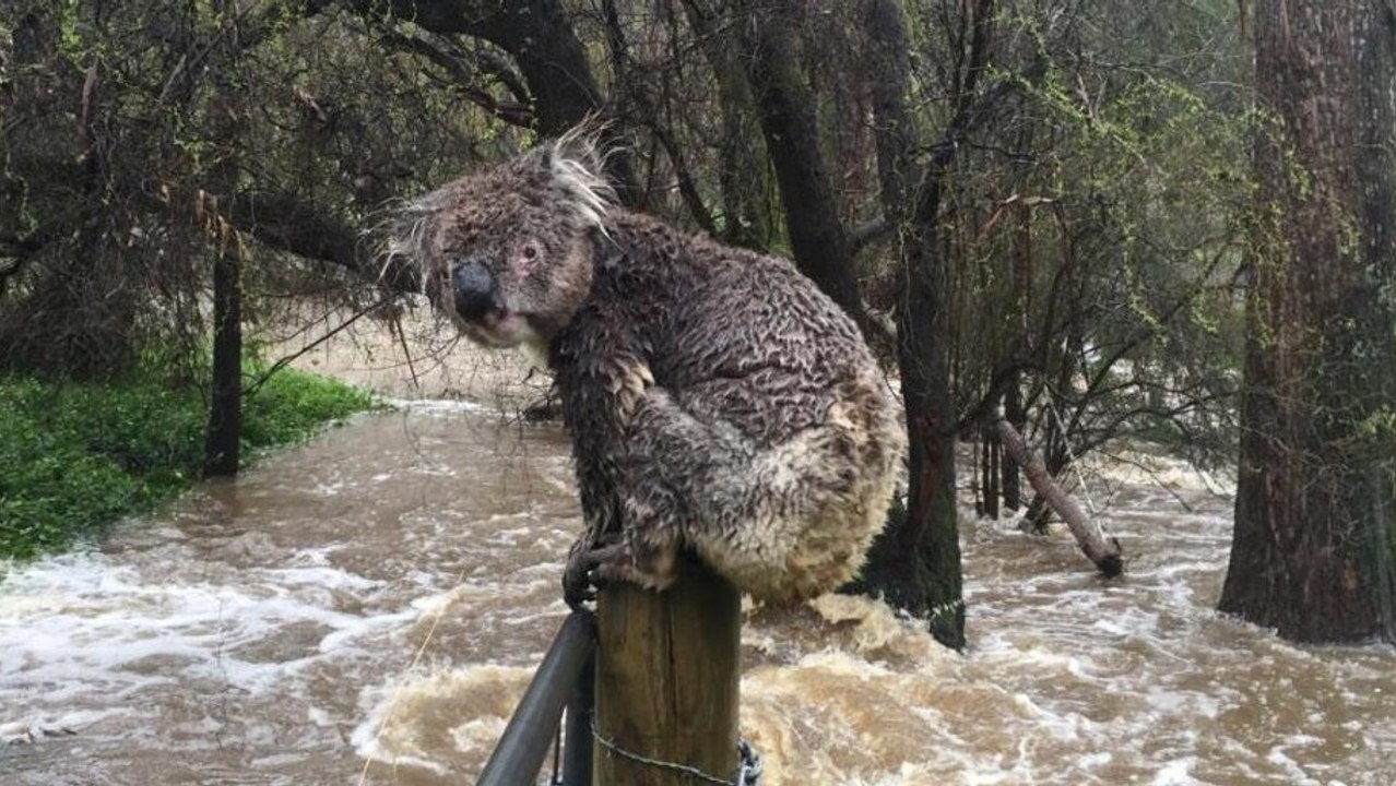 Un homme vient en aide à un koala victime des violentes inondations en Australie