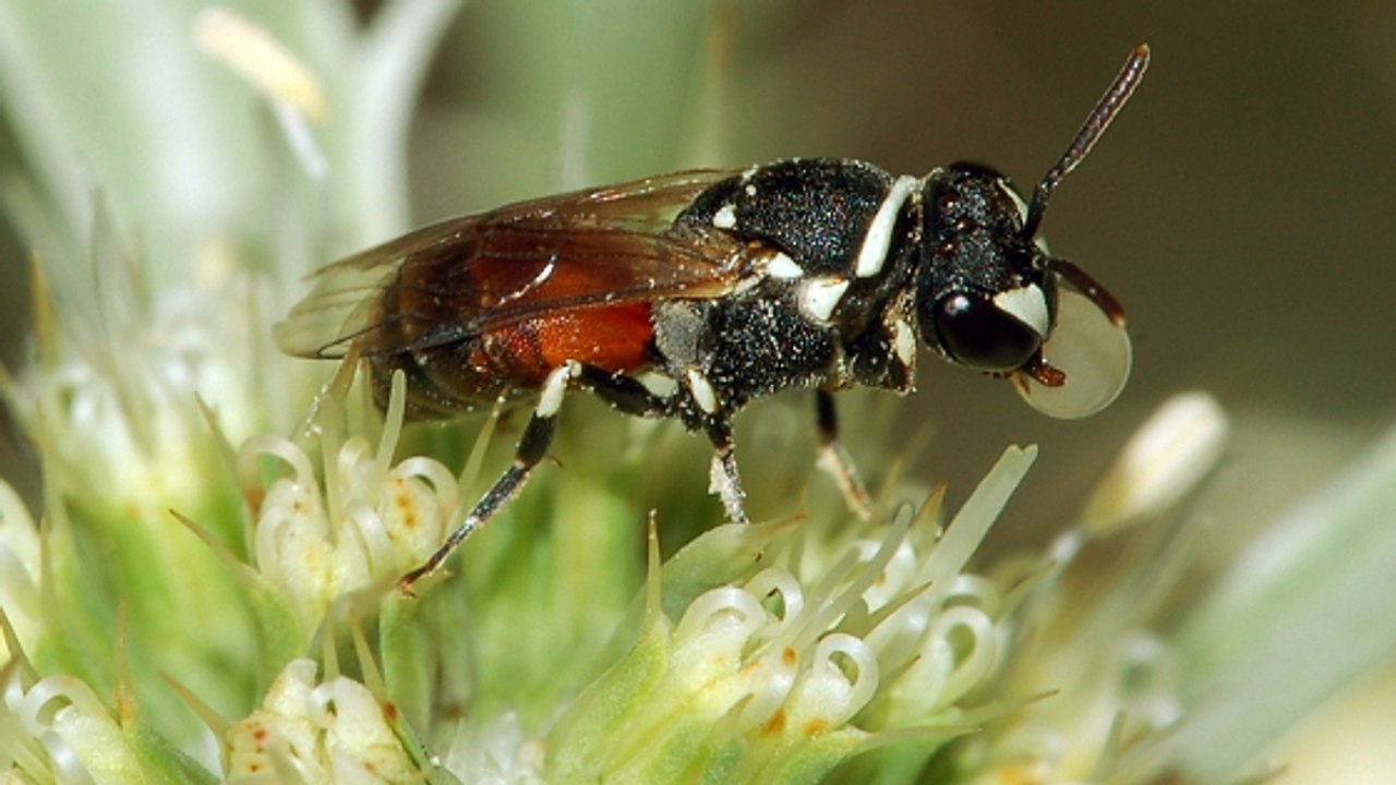 Les abeilles d’Hawaï sont désormais considérées comme espèces menacées aux Etats-Unis