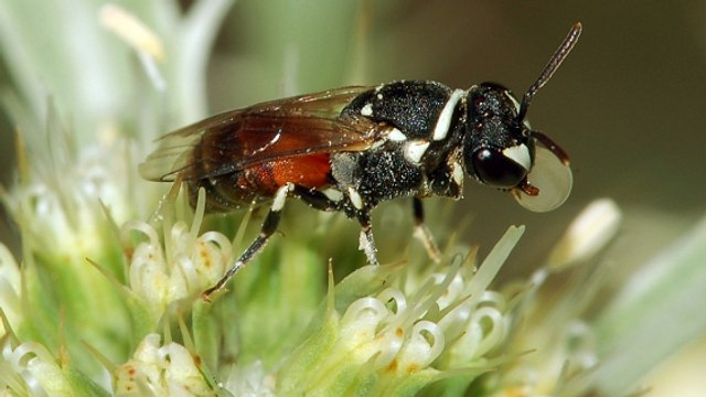 Les abeilles d’Hawaï sont désormais considérées comme espèces menacées aux Etats-Unis