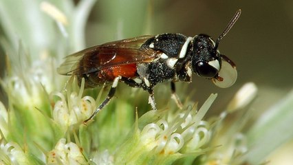 Les abeilles d’Hawaï sont désormais considérées comme espèces menacées aux Etats-Unis