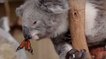 La rencontre inattendue entre un koala et un papillon immortalisée en Australie