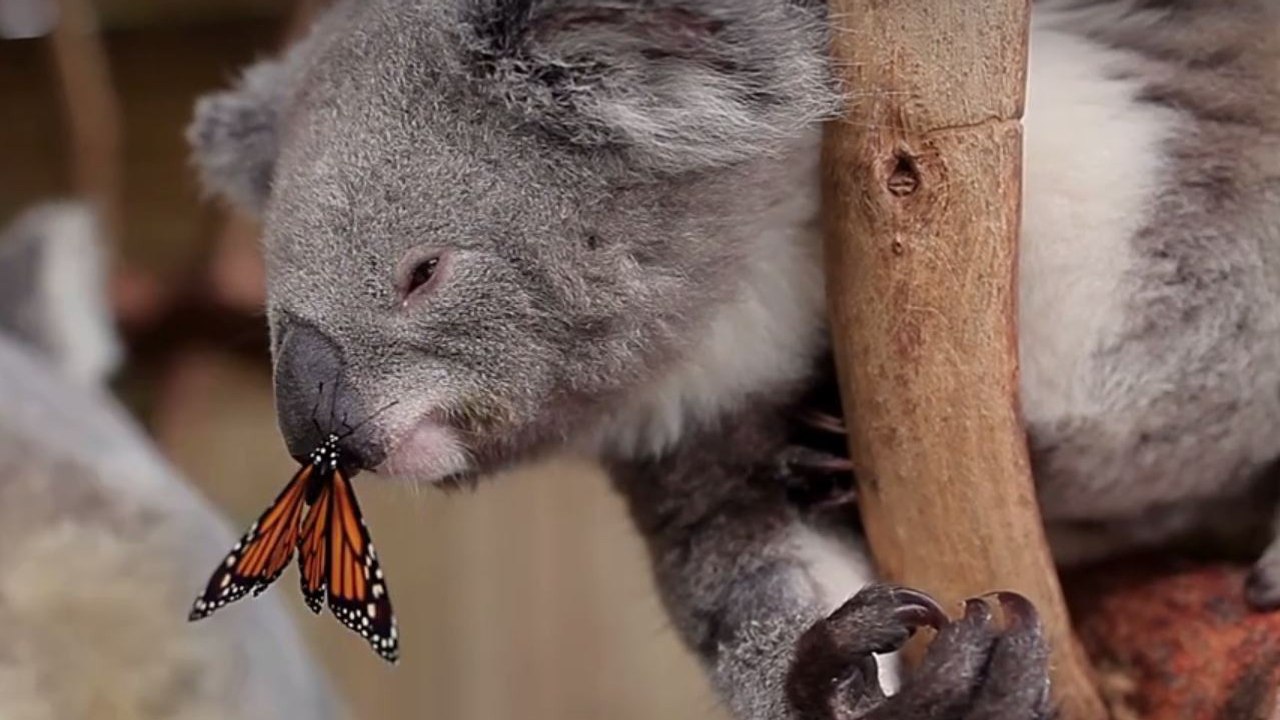 La rencontre inattendue entre un koala et un papillon immortalisée en Australie