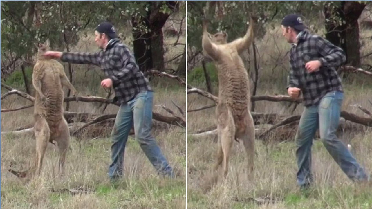Un homme affronte un kangourou pour sauver son chien