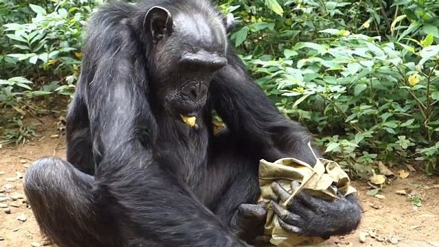Quand un chimpanzé se met à fabriquer son propre panier repas
