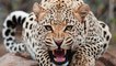 Un deuxième jaguar sauvage repéré aux Etats-Unis