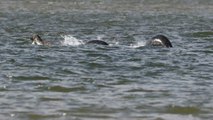 Une nouvelle photo du monstre du Loch Ness capturée en Écosse ?