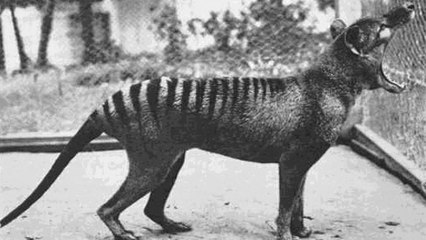Le tigre de Tasmanie, une espèce considérée éteinte depuis 80 ans, est-il encore en vie ?