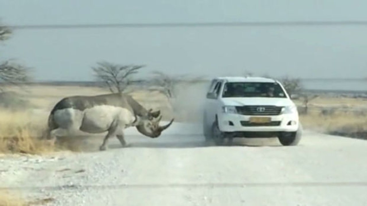 Wenn ein Nashorn ein Auto mit Touristen wütend rammt