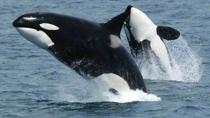 L'étonnante attaque d'une orque sur un requin filmée depuis les airs