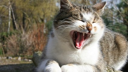 Voilà pourquoi les chats sont beaucoup plus expressifs qu'on ne pense