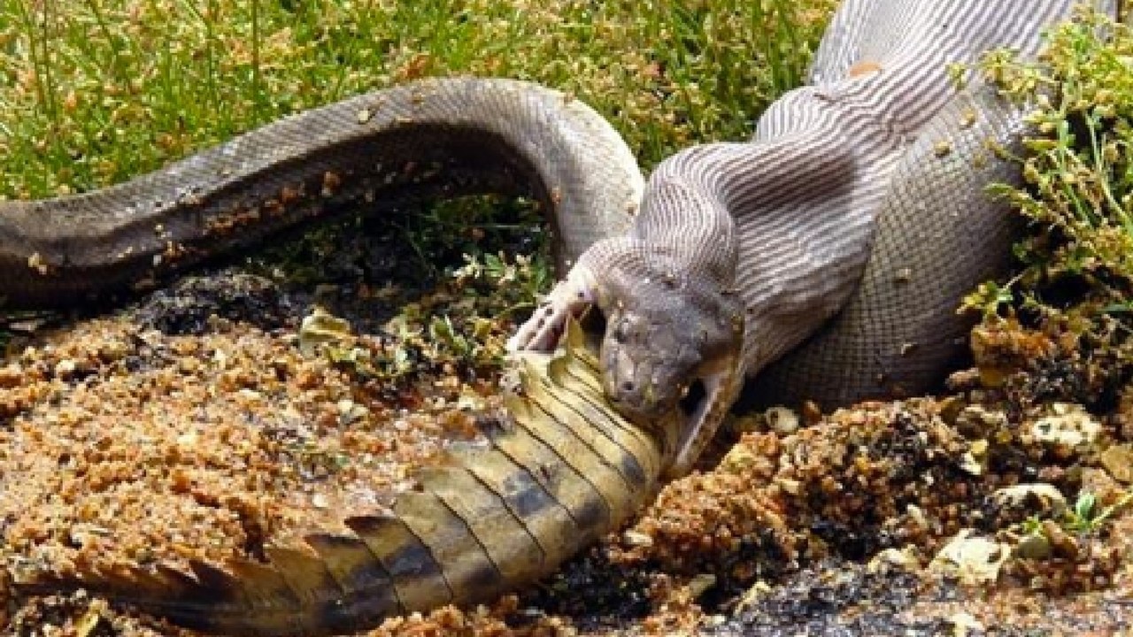 Diese Python nimmt den Mund ganz schön voll