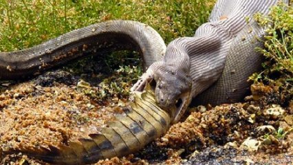 Diese Python nimmt den Mund ganz schön voll