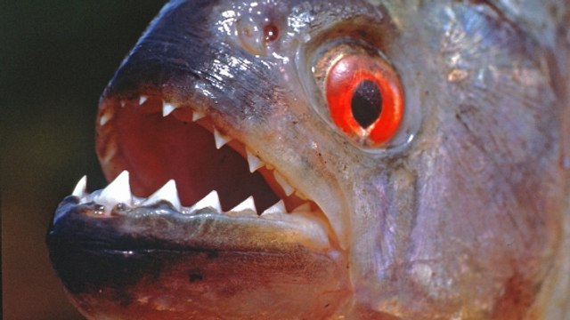 L'incroyable puissance de la mâchoire du piranha démontrée en vidéo