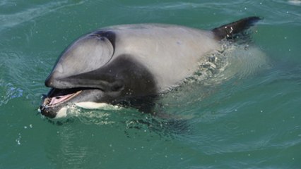 L'étonnant comportement d'un dauphin observé respirant par la bouche