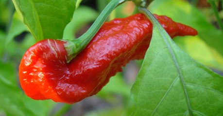 Le Bhut Jolokia, l'un des piments les plus forts au monde, perfore l'oesophage d'un homme