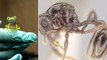 Une nouvelle espèce de fourmi découverte dans le vomi d'une grenouille