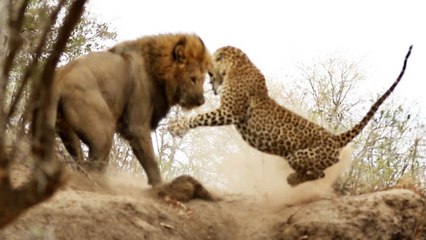 Quand un lion attaque un léopard au beau milieu de sa sieste
