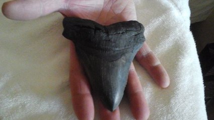 Des vacanciers découvrent une énorme dent échouée sur une plage américaine