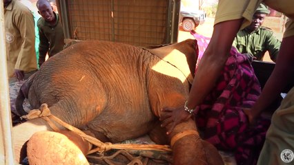 Le remarquable sauvetage d’un petit éléphant orphelin au Kenya