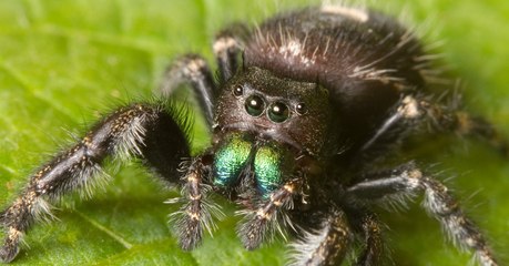 Même sans oreilles, les araignées peuvent vous entendre arriver à plusieurs mètres
