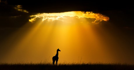 Plus de 50% des animaux vertébrés ont disparu en 42 ans, selon le WWF