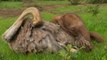 L'incroyable histoire de Pea, l'autruche qui prend soin des éléphants orphelins au Kenya