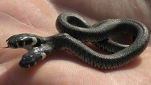 Un Croate découvre un serpent à deux têtes dans son jardin