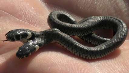 Un Croate découvre un serpent à deux têtes dans son jardin