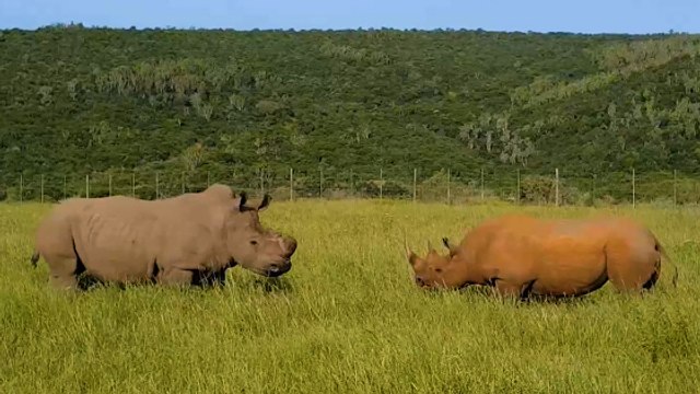 Une rare confrontation entre un rhinocéros noir et un rhinocéros blanc filmée en Afrique