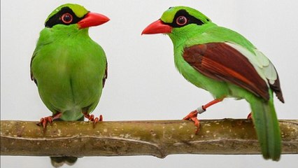 Quatre oiseaux rares et très menacés voient le jour au Royaume-Uni