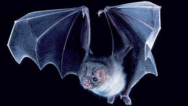Au Brésil, des chauves-souris vampires se mettent à boire du sang humain