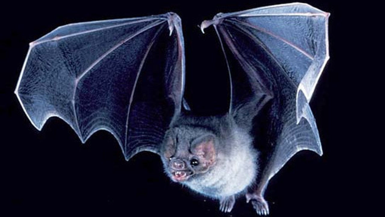 Au Brésil, des chauves-souris vampires se mettent à boire du sang humain