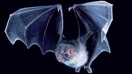 Au Brésil, des chauves-souris vampires se mettent à boire du sang humain