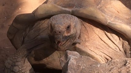 L'étrange cri d'une tortue des Seychelles surprend les internautes