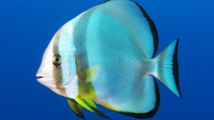 Des poissons enregistrés en train de "chanter" dans l'océan au large de l'Australie