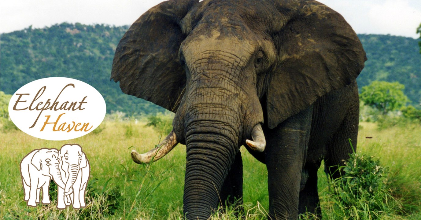 Elephant Haven, une maison de retraite pour éléphants va ouvrir ses portes dans le Limousin