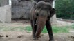 La situation de Kaavan, l'éléphant solitaire du zoo d'Islamabad, continue d'inquiéter