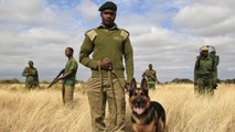 En Afrique, des chiens anti-braconnage partent à la rescousse des espèces menacées