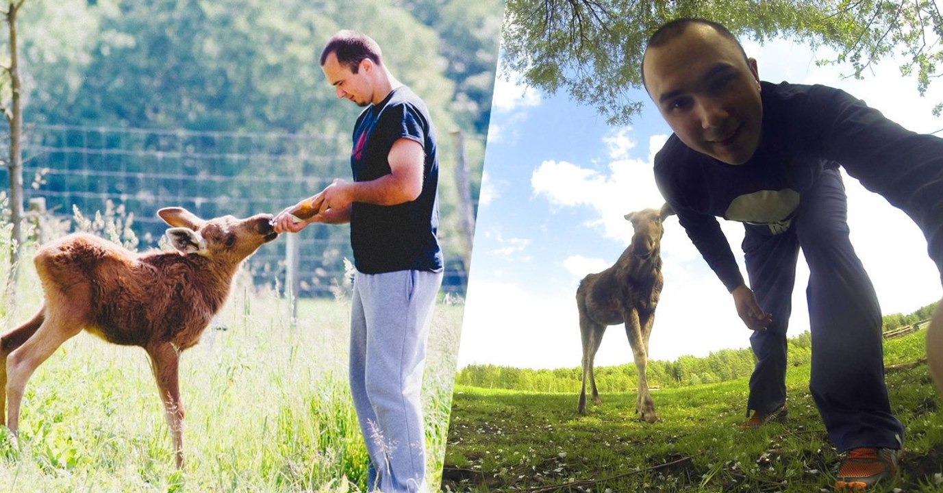 L'incroyable amitié entre un élan sauvage et l'homme qui l'a sauvé en Lituanie