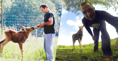 L'incroyable amitié entre un élan sauvage et l'homme qui l'a sauvé en Lituanie