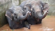L’impressionnant sauvetage de trois éléphants pris au piège dans un réservoir en Chine