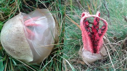 Voici les "doigts du diable", l'un des champignons les plus bizarres au monde