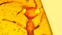 Un étrange insecte découvert piégé dans de l'ambre depuis des millions d'années