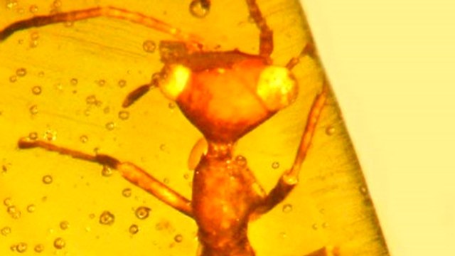 Un étrange insecte découvert piégé dans de l'ambre depuis des millions d'années