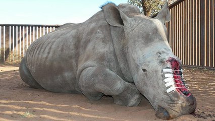 Hope, le rhinocéros qui a survécu aux braconniers est mort en Afrique du Sud