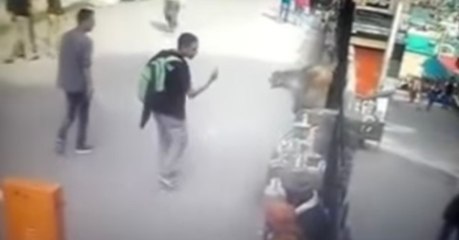 Eine Lektion, die sich gewaschen hat: Provoziere nie eine Affen!