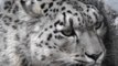 Le remarquable sauvetage d’un léopard des neiges enfermé depuis 4 ans au Pakistan